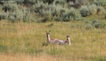Yellowstone antelope