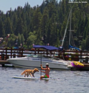 dog on paddleboard