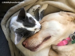 Phoebe&Mia snuggles
