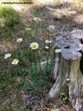 tree stump&daisy