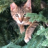 Christmas tree perch